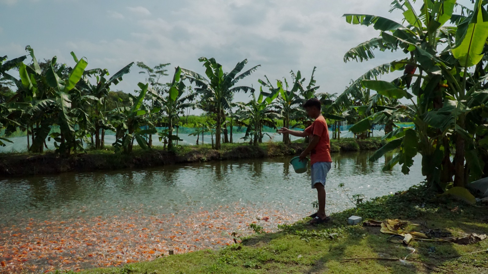 Rejo Farm Integrated Aquaculture & Agro-Ecosystem