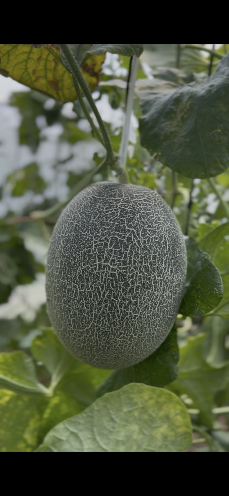 Direct Farm Procurement