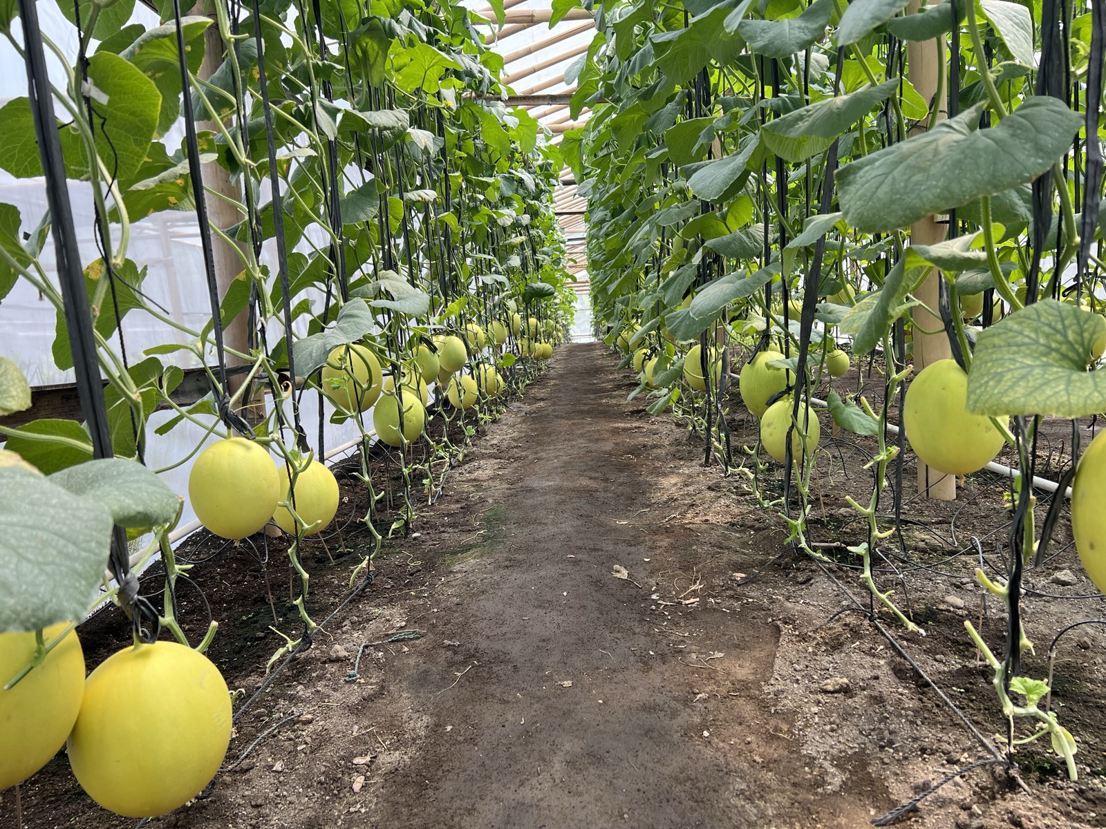 PT. Rejo Farm Integrated Farming Modern Agro Facilities
