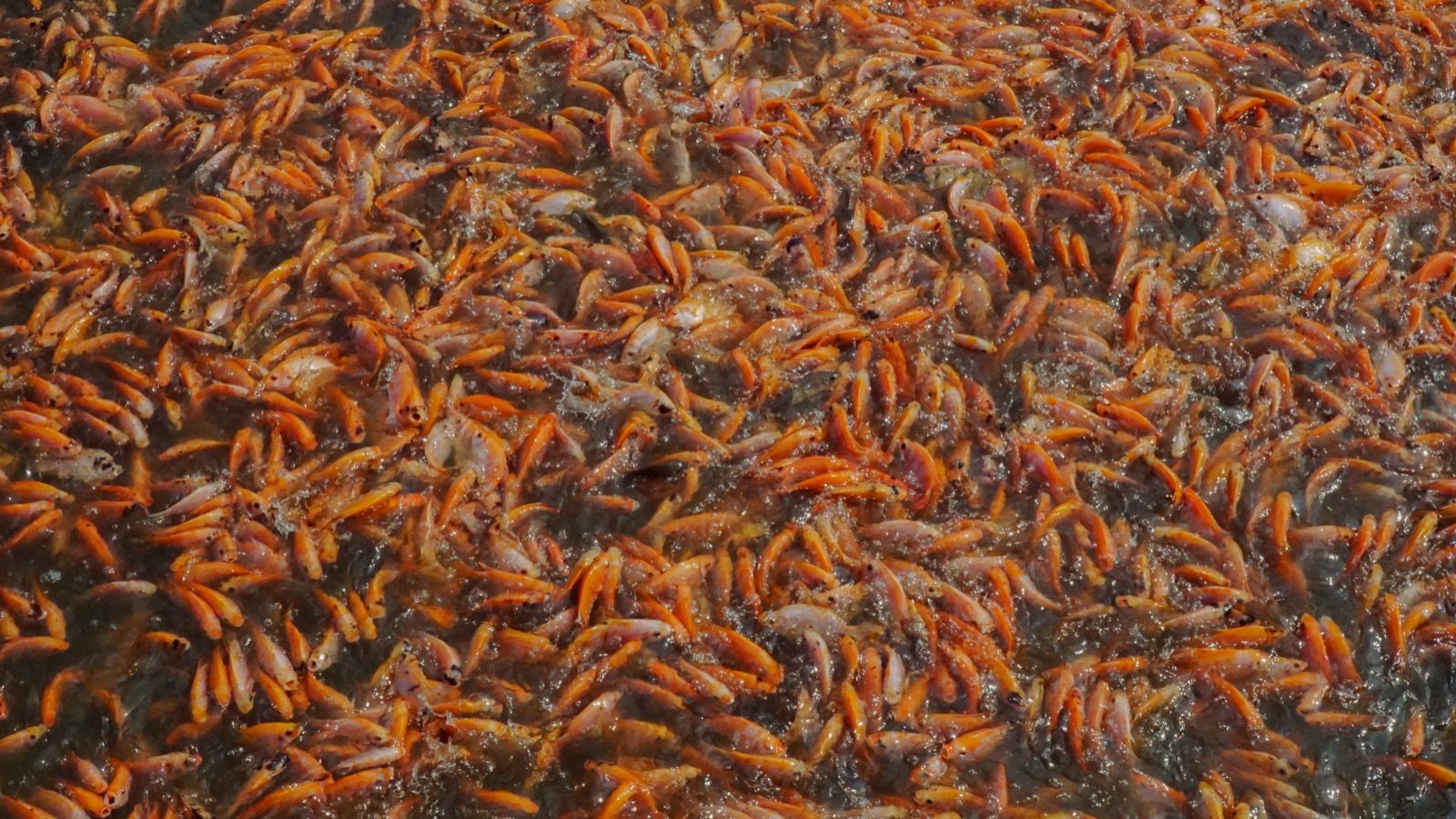 Commodity Quality Inspection