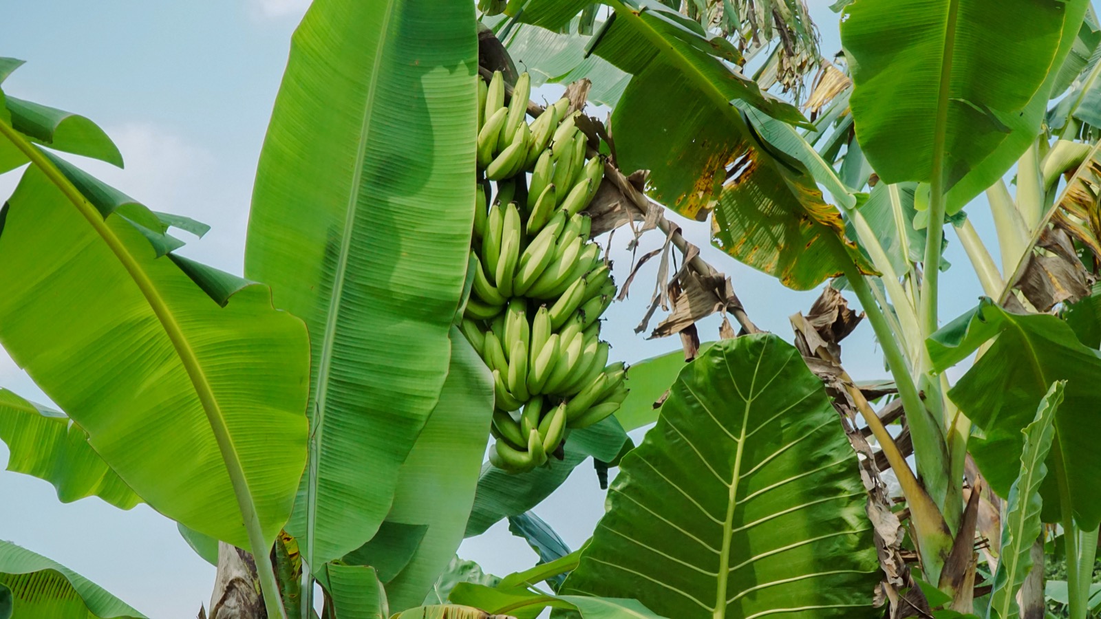 Direct Farming Cooperatives