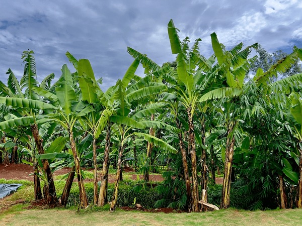Banana