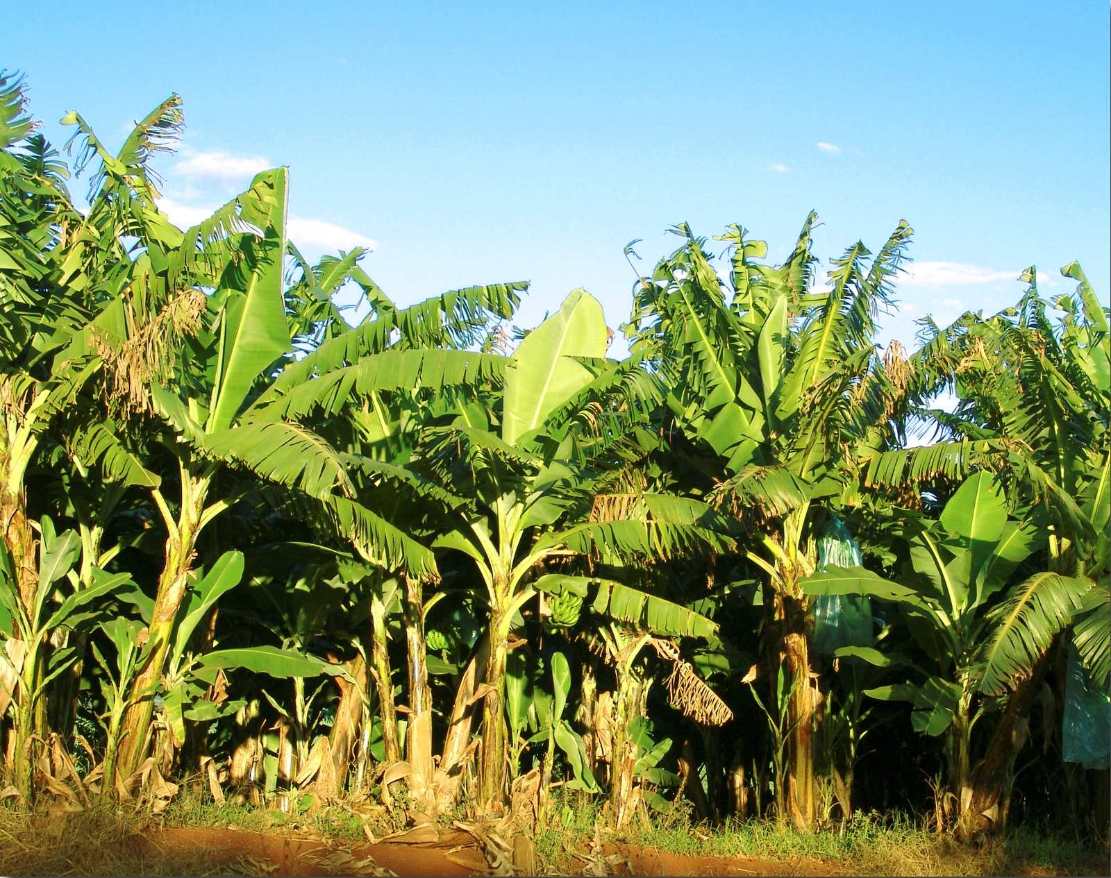 Pisang Raja Grade B
