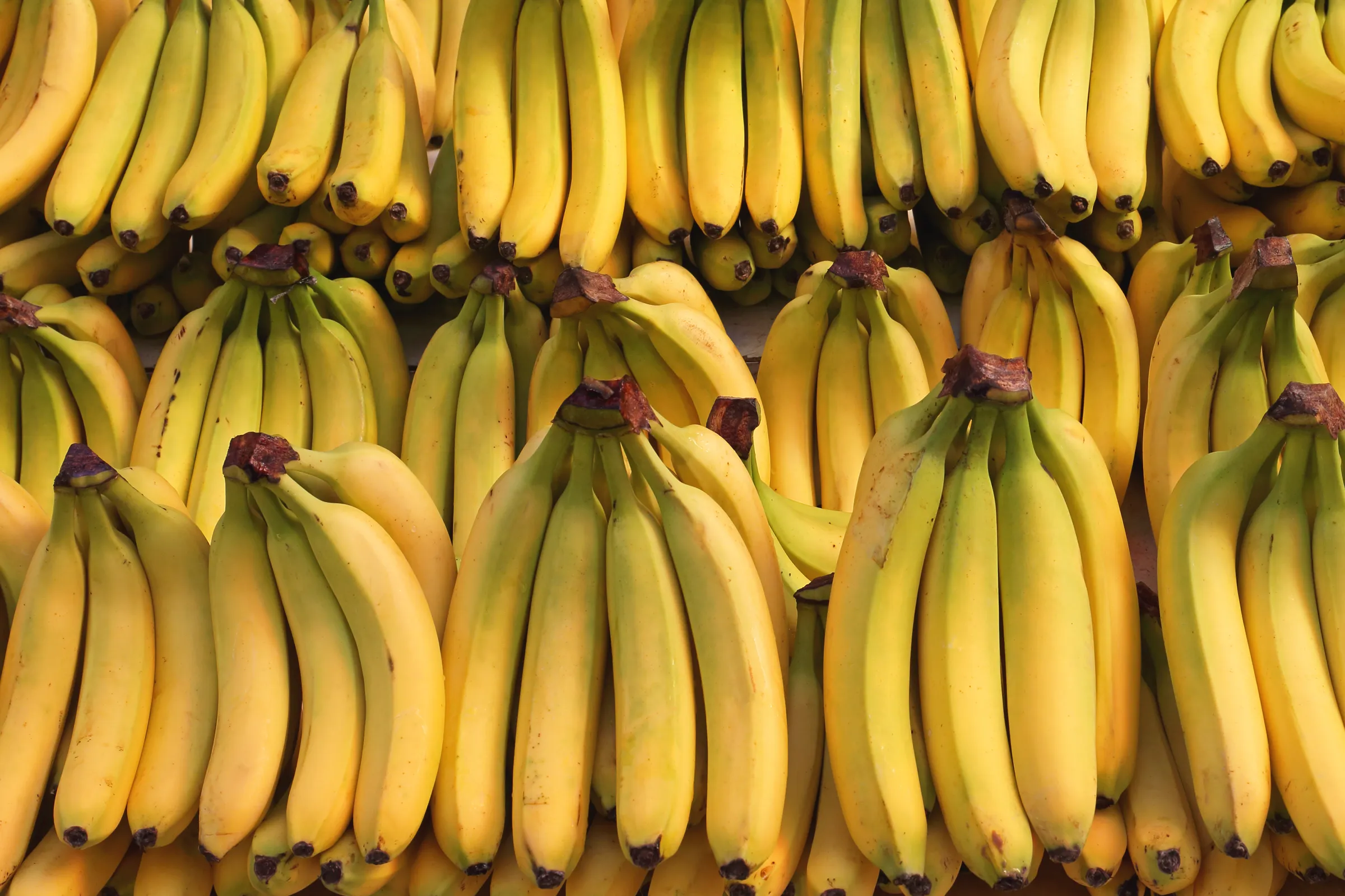 Pisang Tanduk Ekspor
