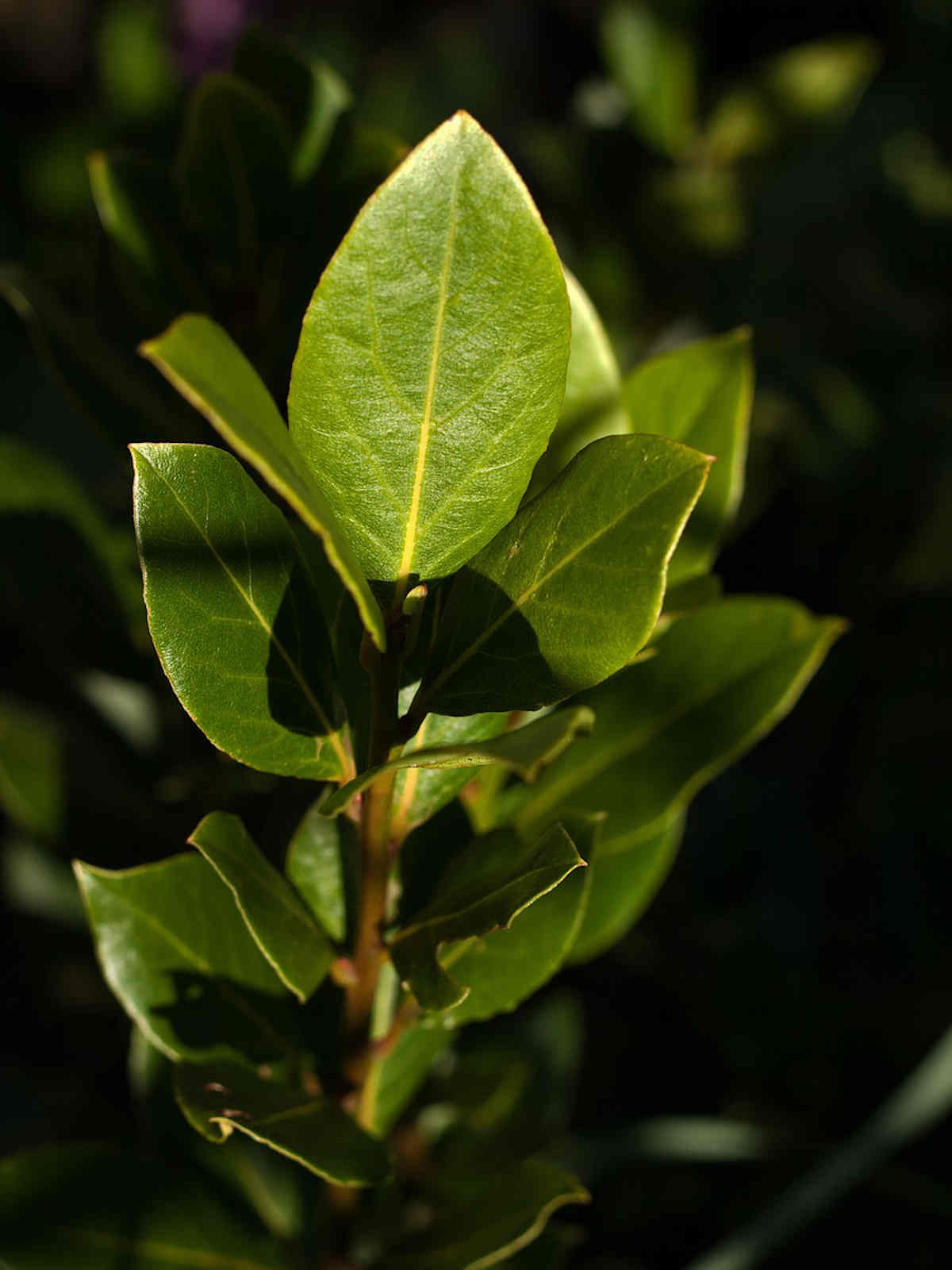Bay Leaf