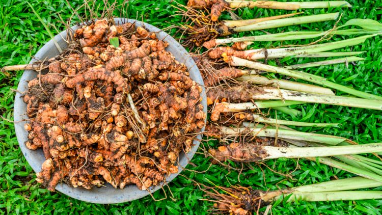 Organic Turmeric Powder