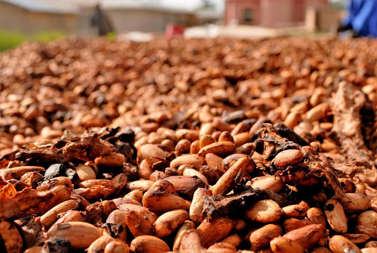 Grade A Whole Rhizomes