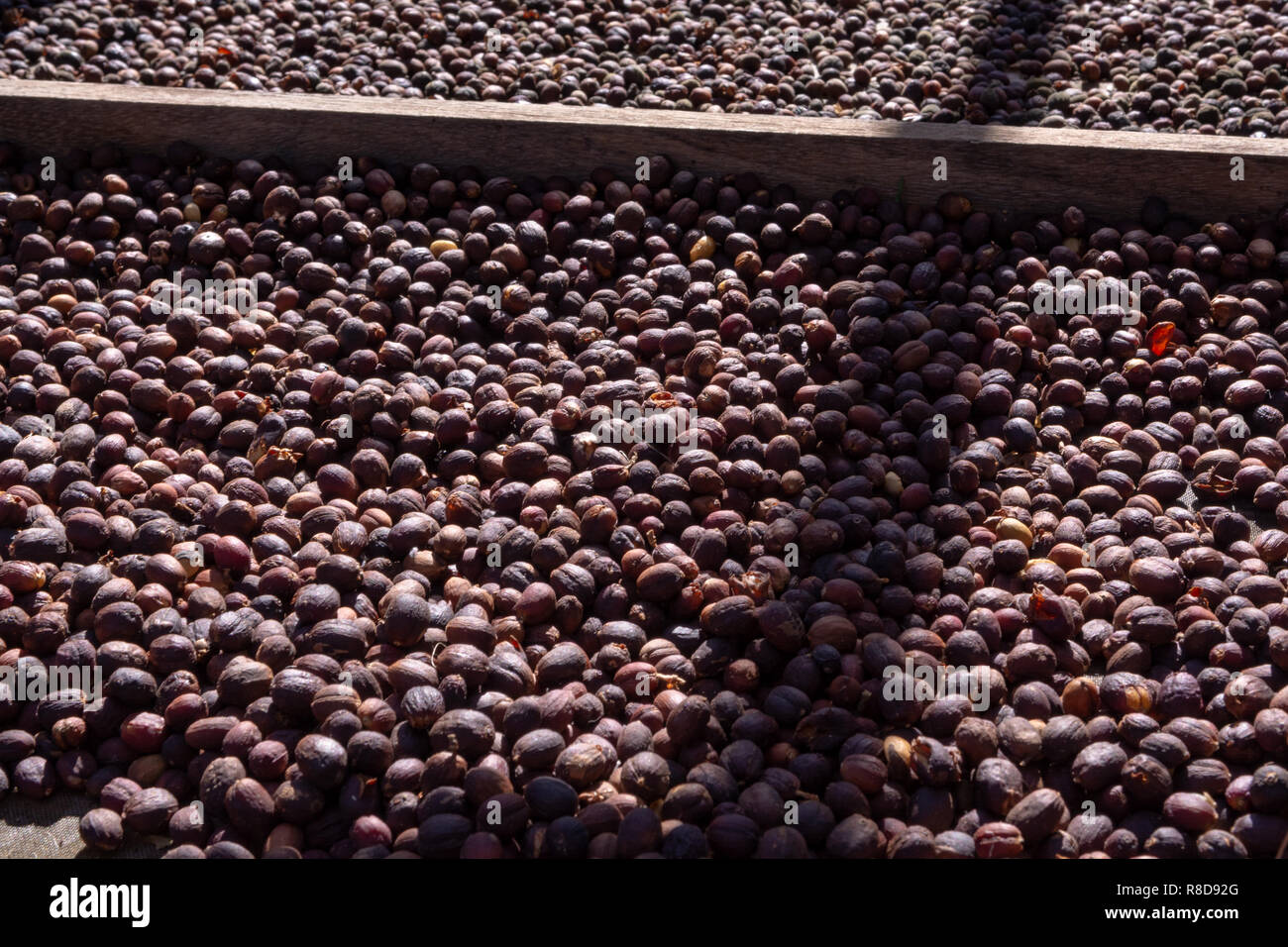 Robusta Coffee