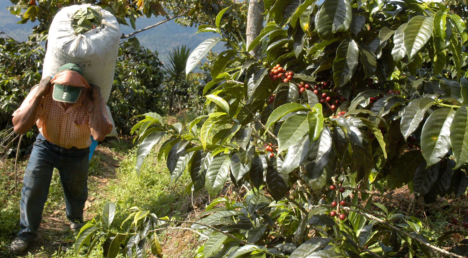 Toraja Sapan Micro-lot