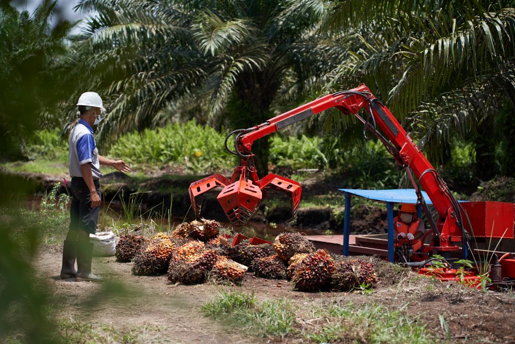Palm Fatty Acid Distillate