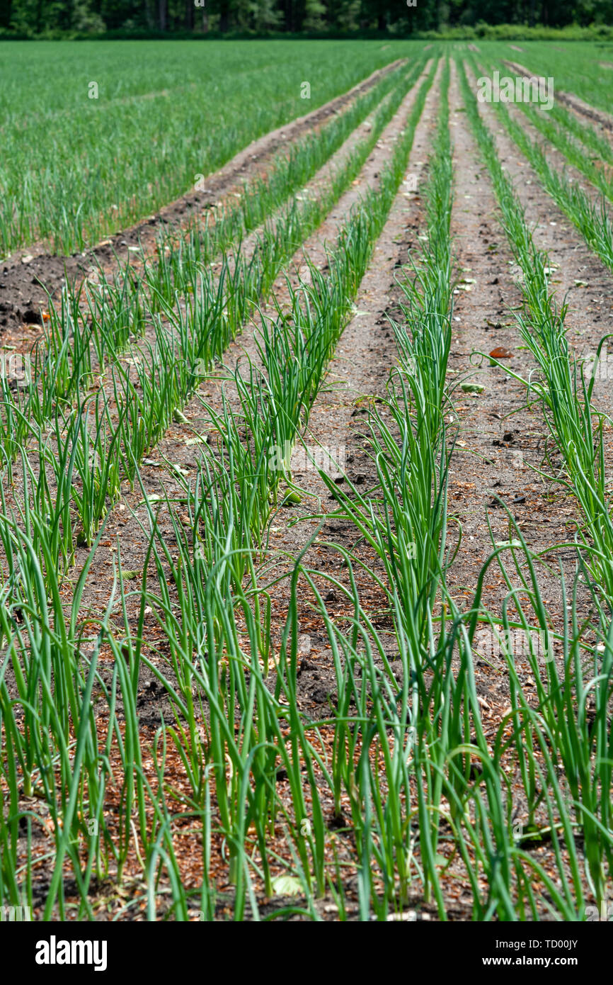 Fresh Grade B Green Onion