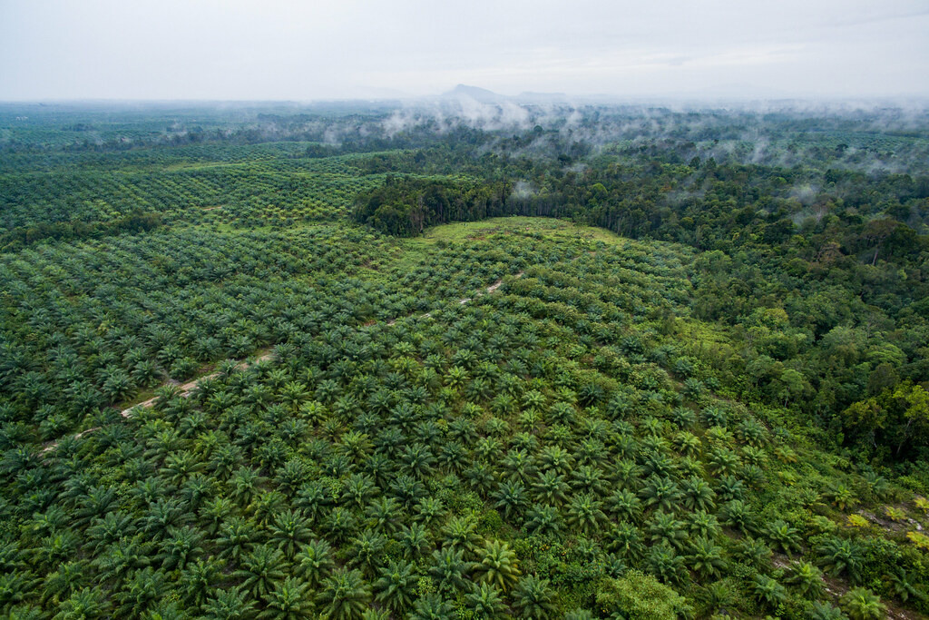 Palm Oil Products
