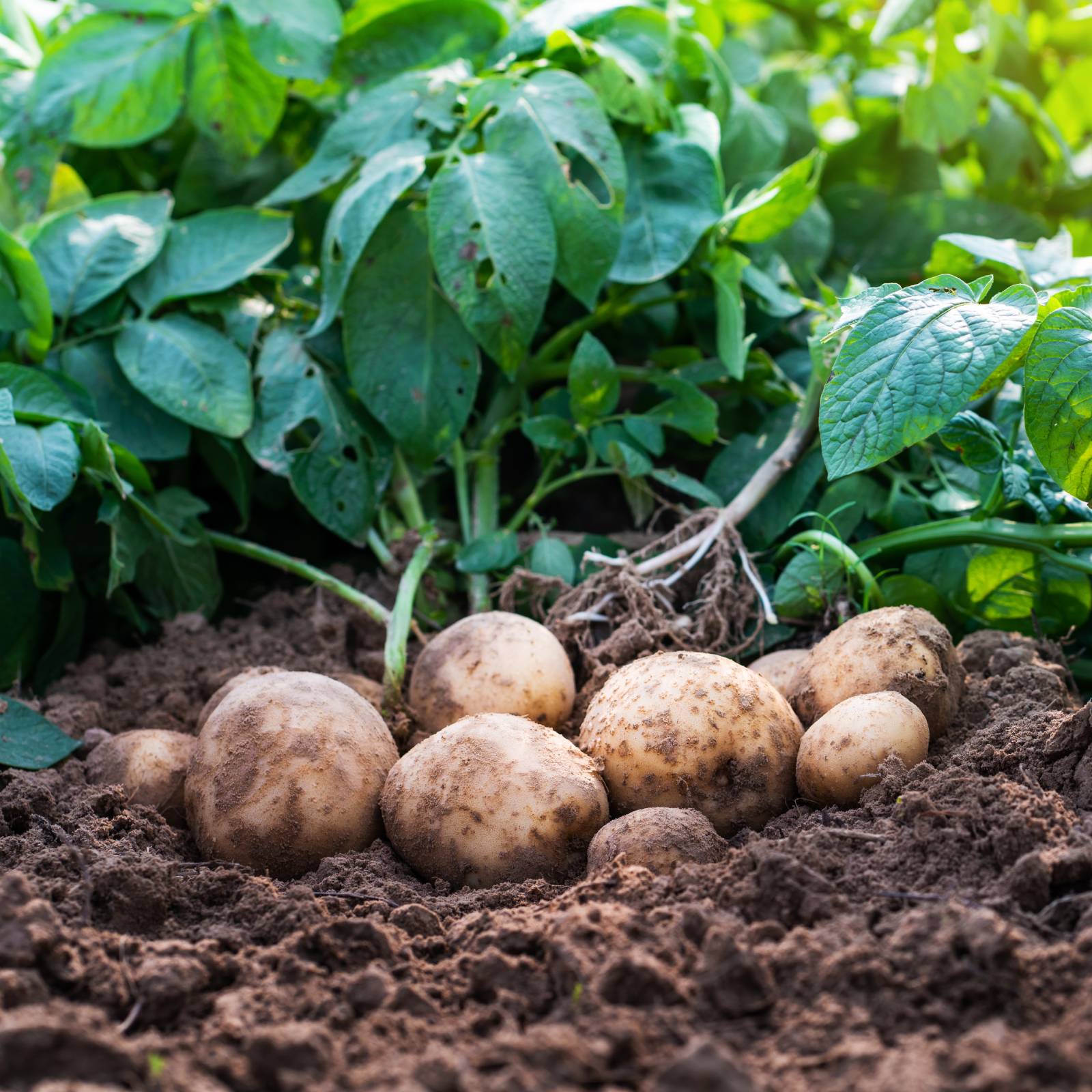 Potatoes
