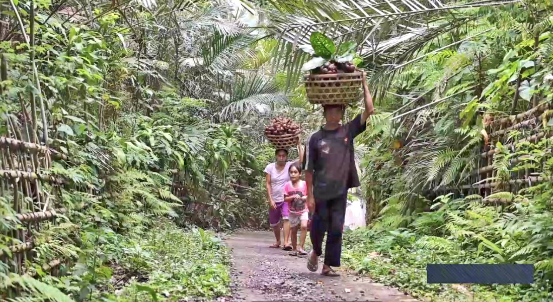 Grade A Salak Pondoh