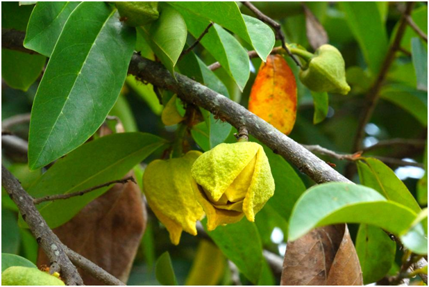 Soursop