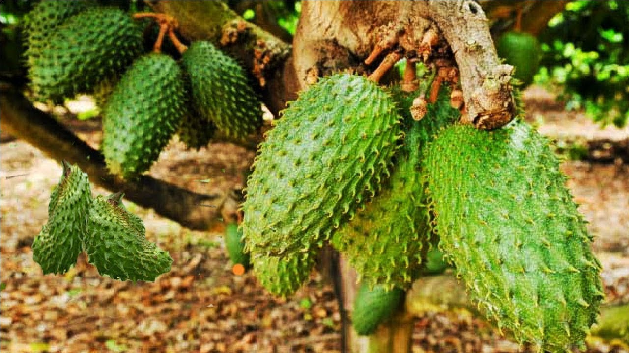 Fresh Grade A Soursop