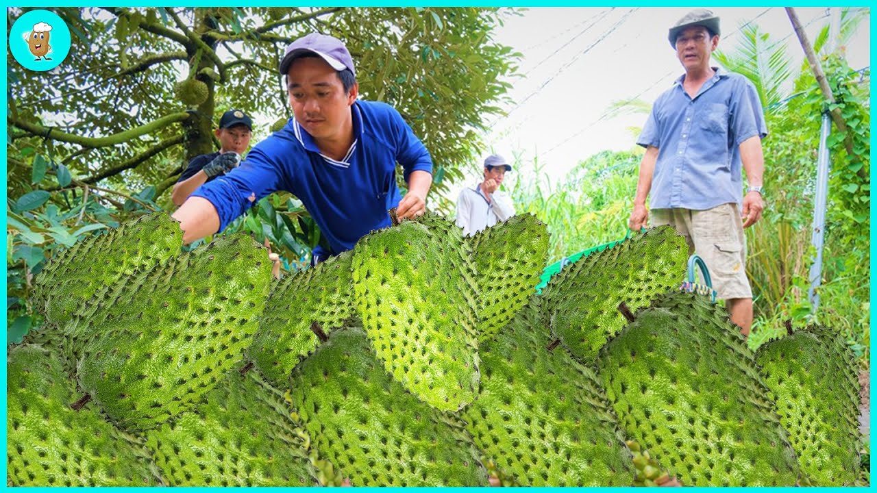 Organic Soursop Powder
