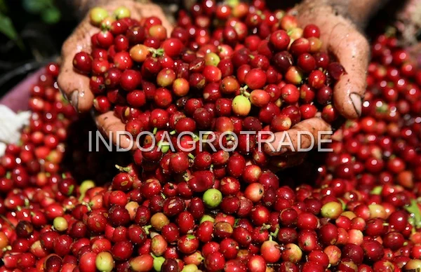 arabica-coffee production