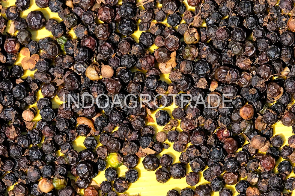 Black Pepper (Lampung)