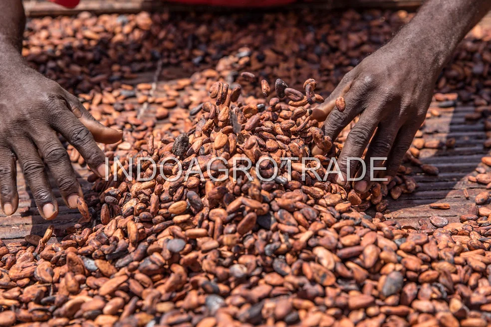 cocoa-beans production