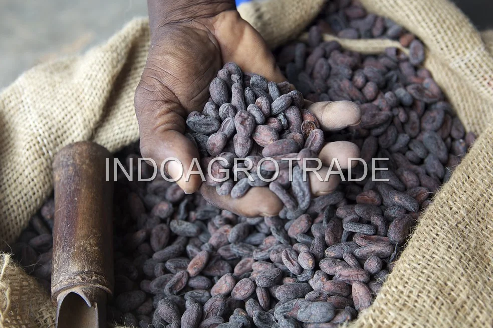 cocoa-beans production