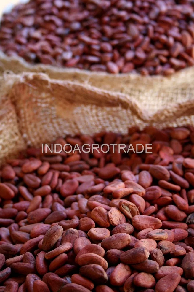 cocoa-beans production
