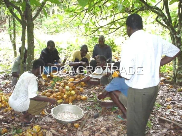cocoa-cake production
