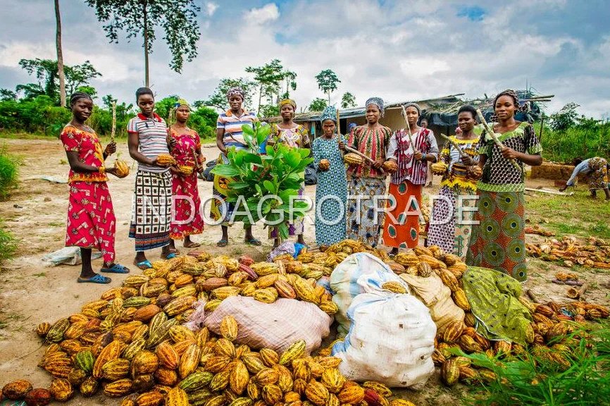 cocoa-cake production
