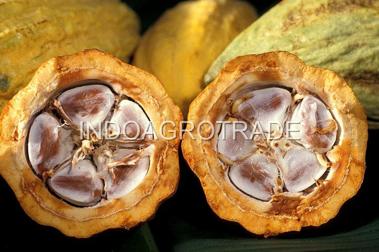 cocoa-liquor production