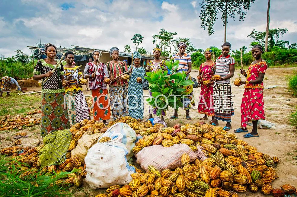 cocoa-liquor production