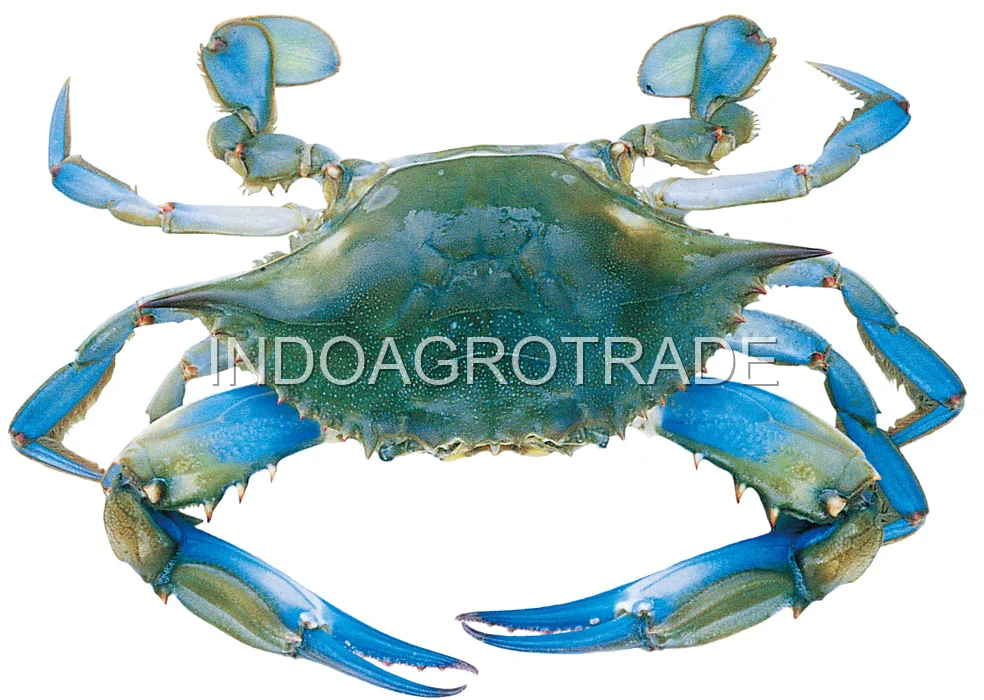 Pasteurized Crab Meat
