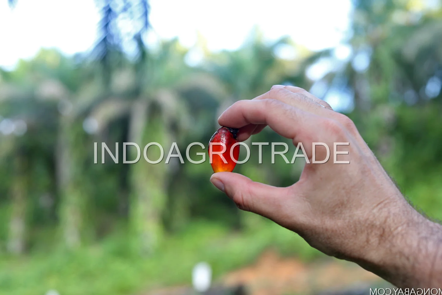 crude-palm-oil production