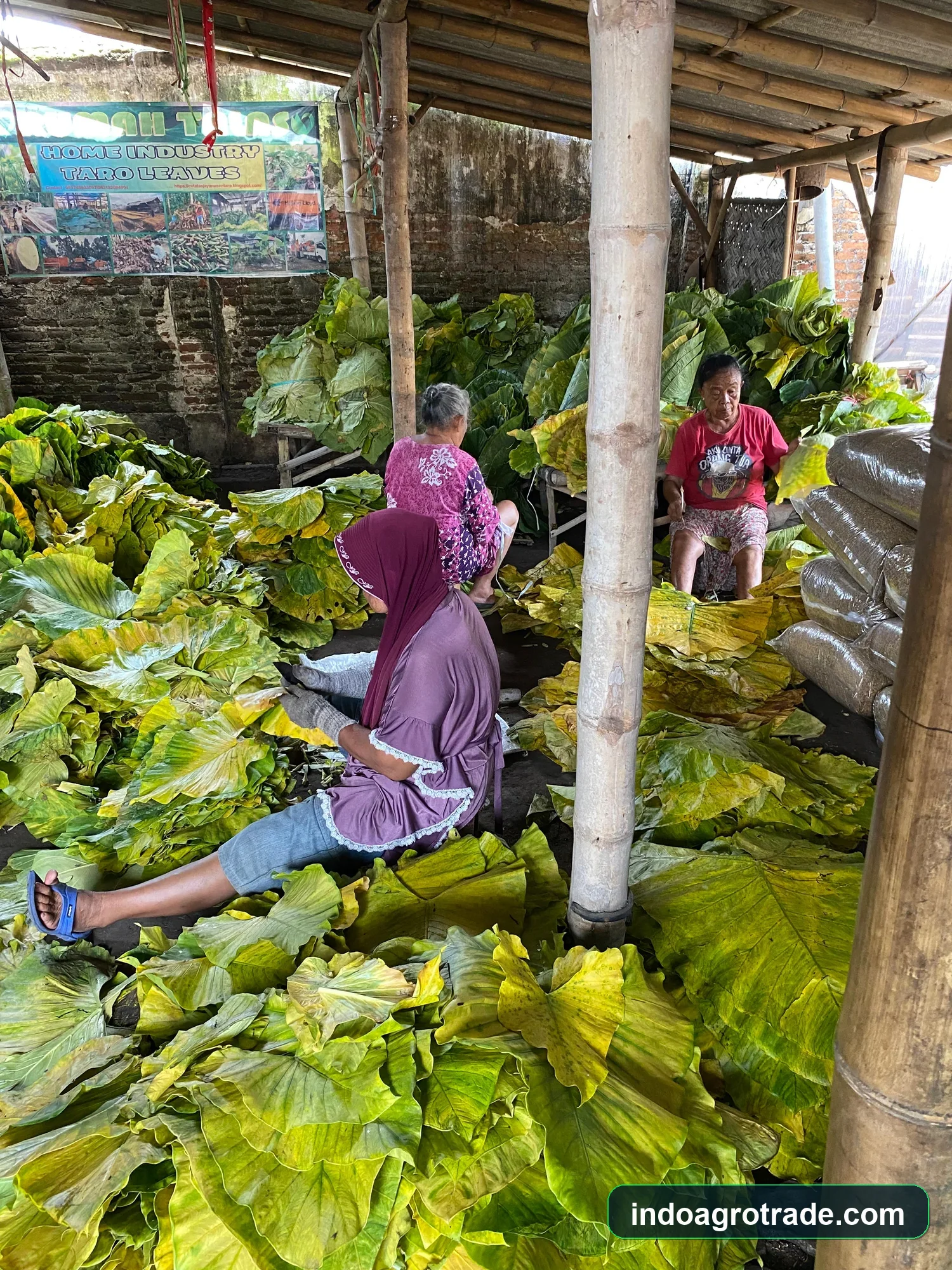 Taro Leaves