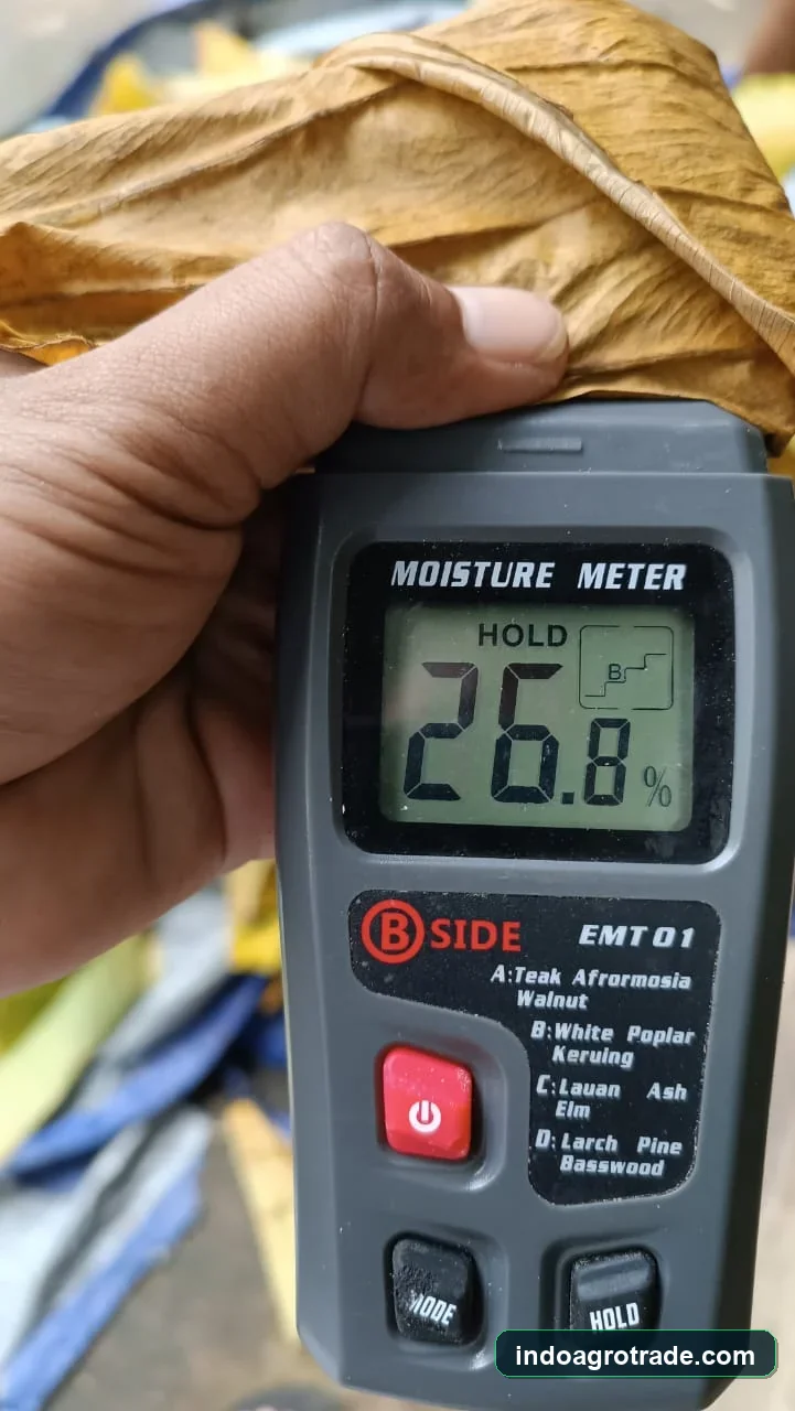 Digital moisture meter testing of dried taro leaves at 26.8 percent