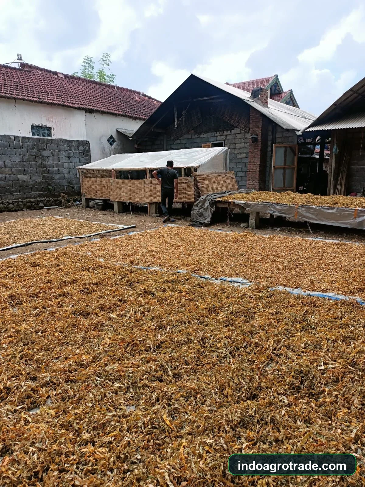 Wide solar drying yard facility for bulk taro processing