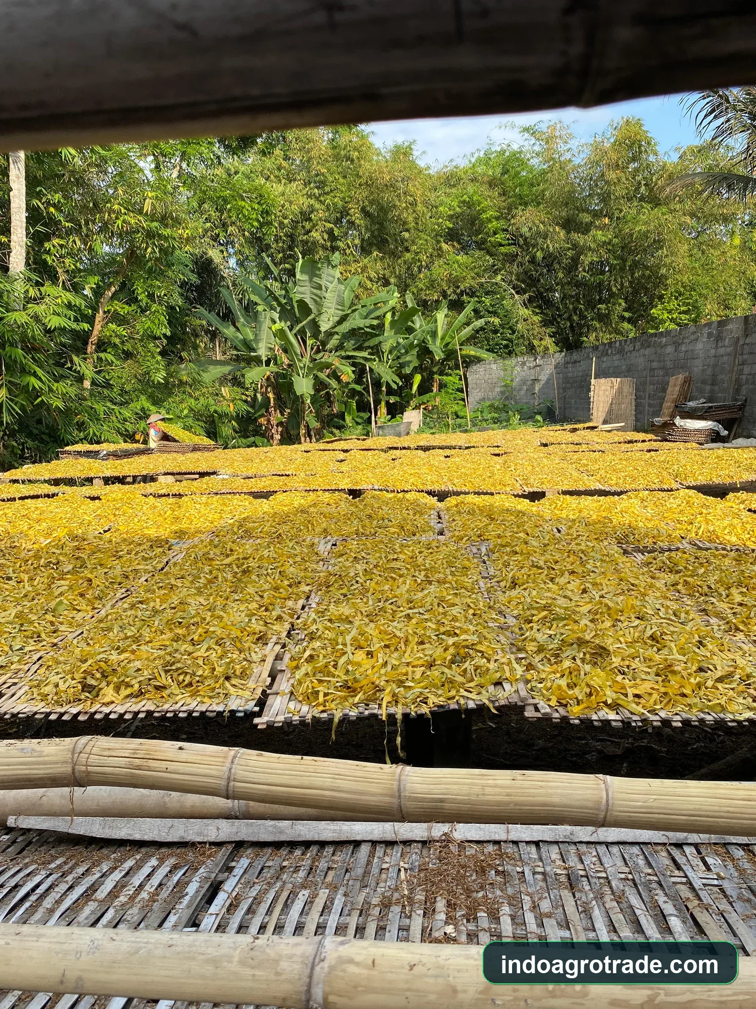 Sun drying field with elevated bamboo racks under tropical sunlight