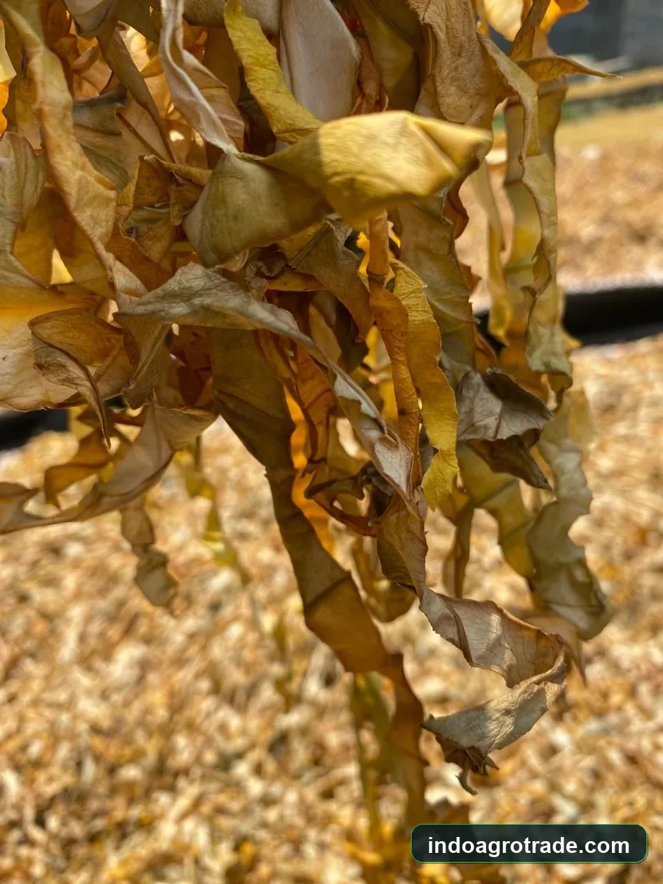 Curled taro leaves curing and moisture stabilization