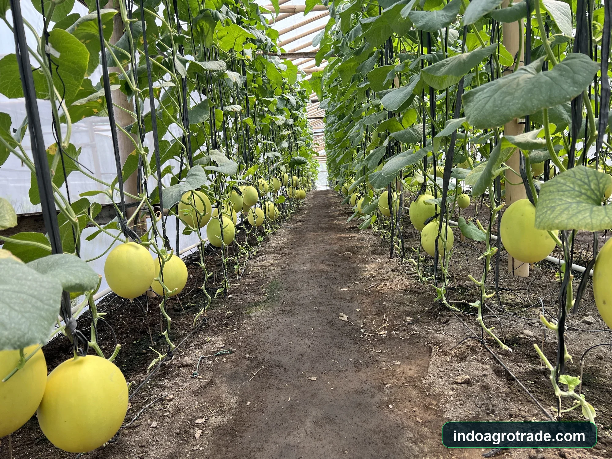 fresh-melon production