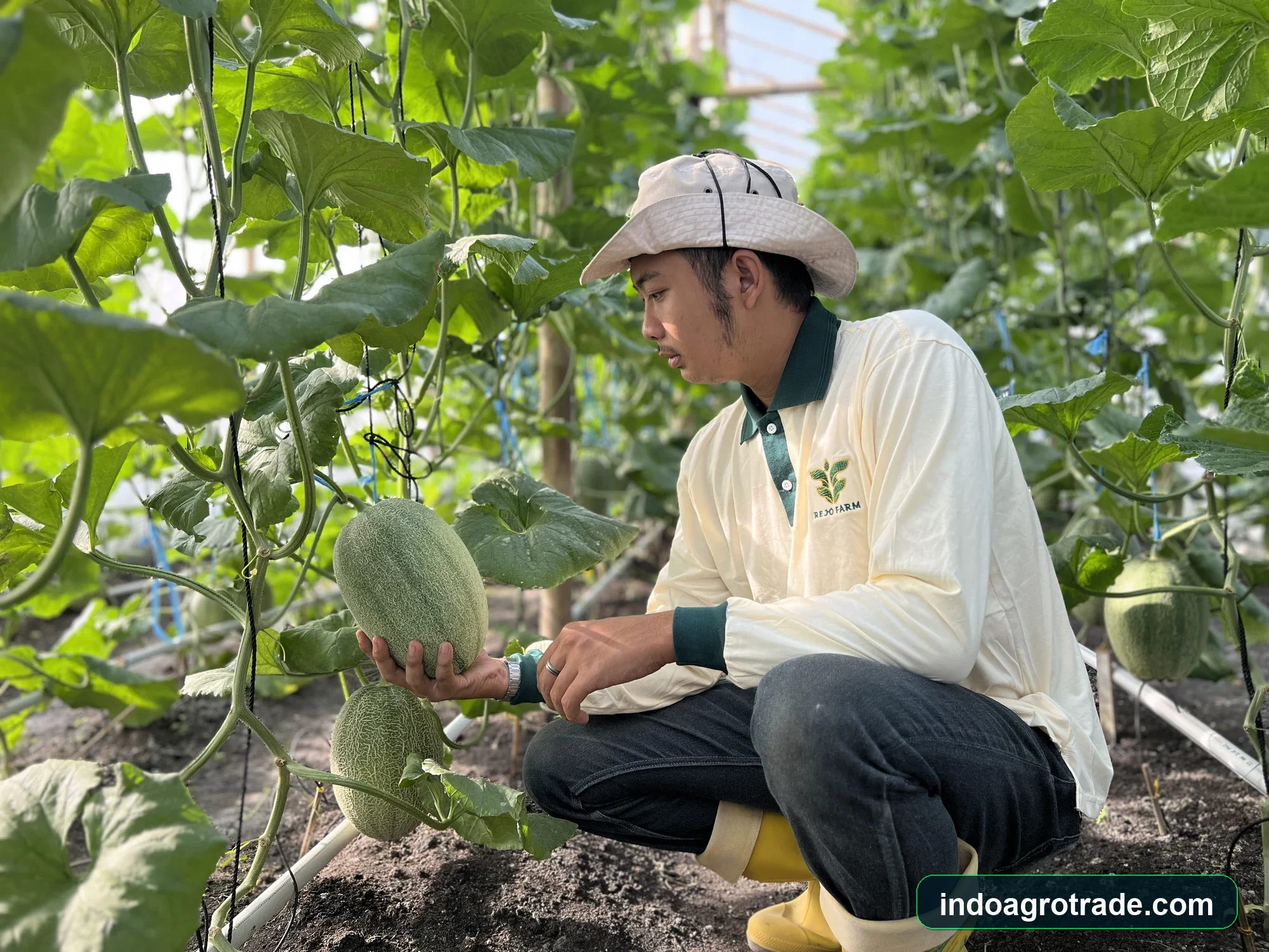 fresh-melon production