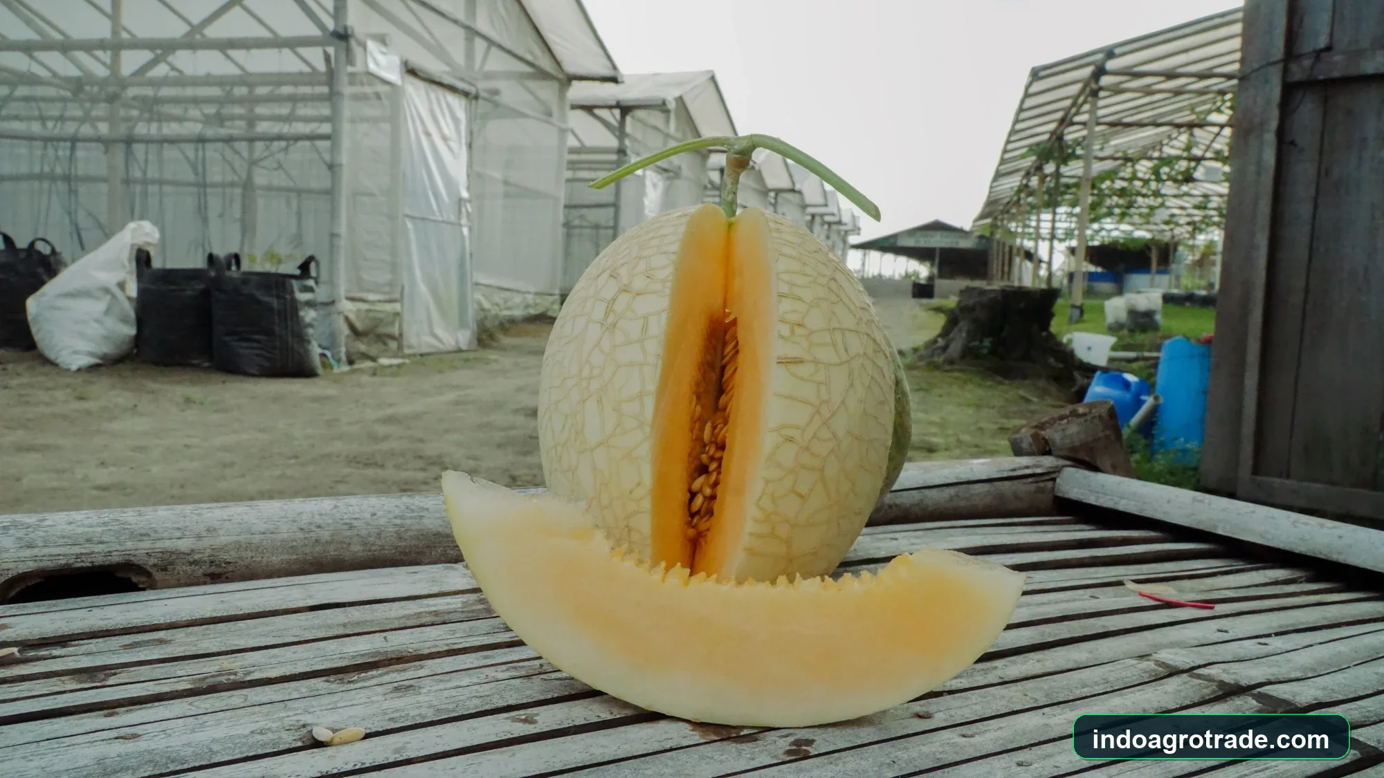 Sourcing Fresh Export-Grade Melon to Namibia