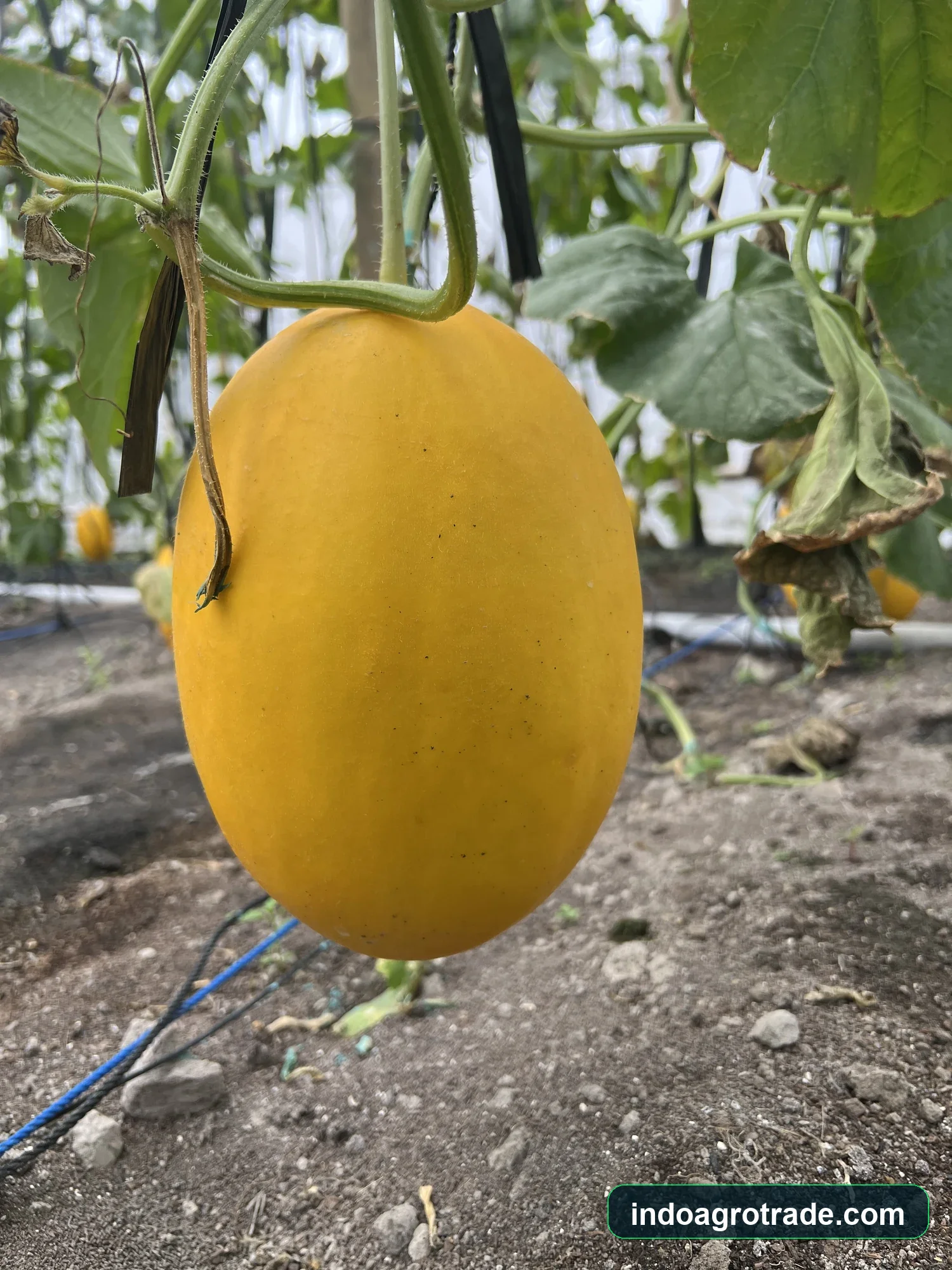 Smooth yellow golden honeydew melon hanging on vine