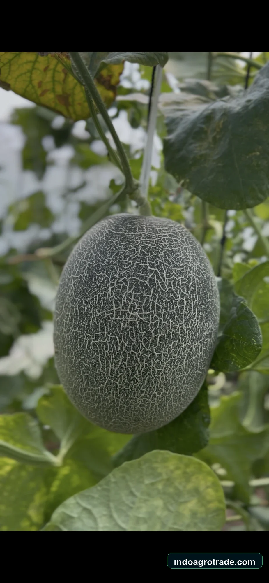 Fresh Export-Grade Melon