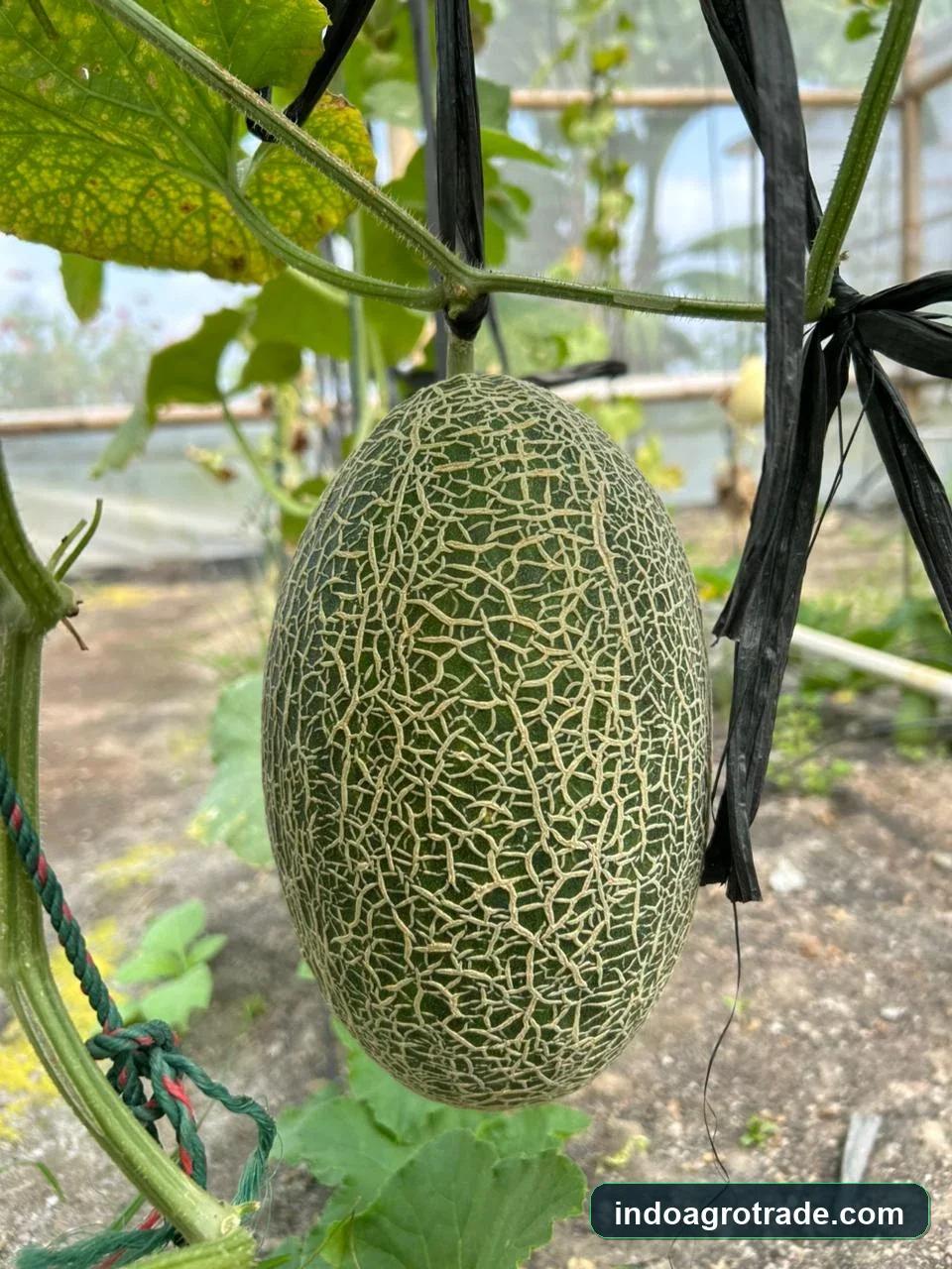 Fine netted export melon on vertical greenhouse vine