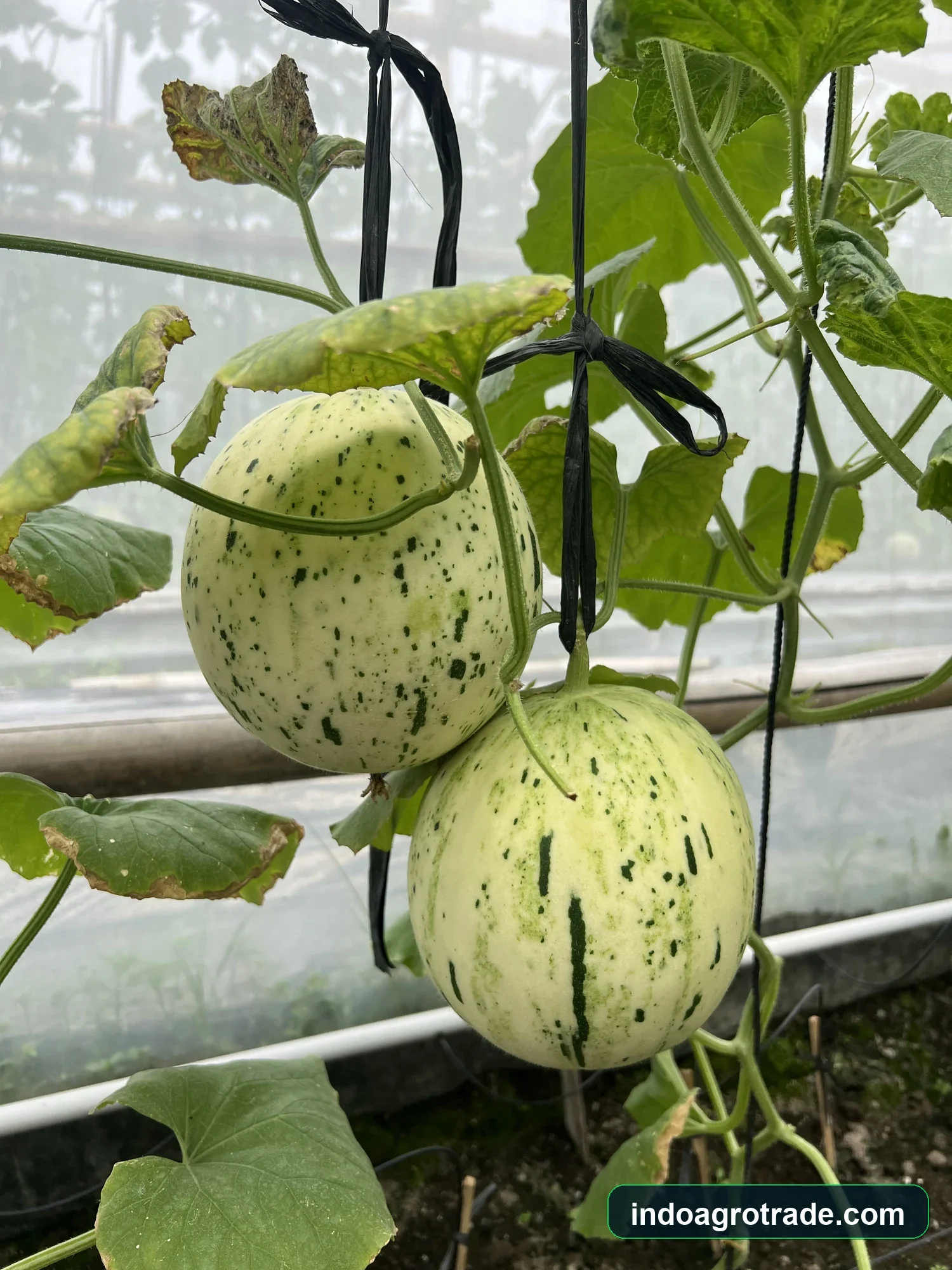 Dinosaur egg snowball white melon with green speckles on vine