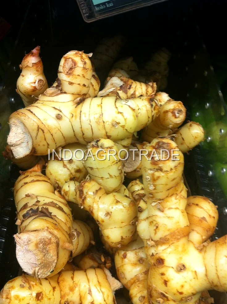 galangal production