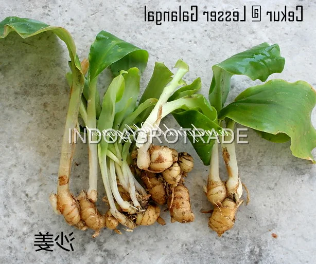 galangal production