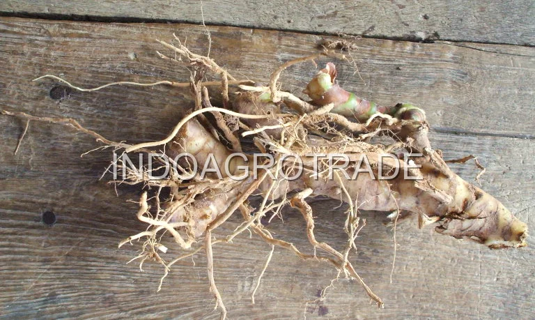 Dried Galangal