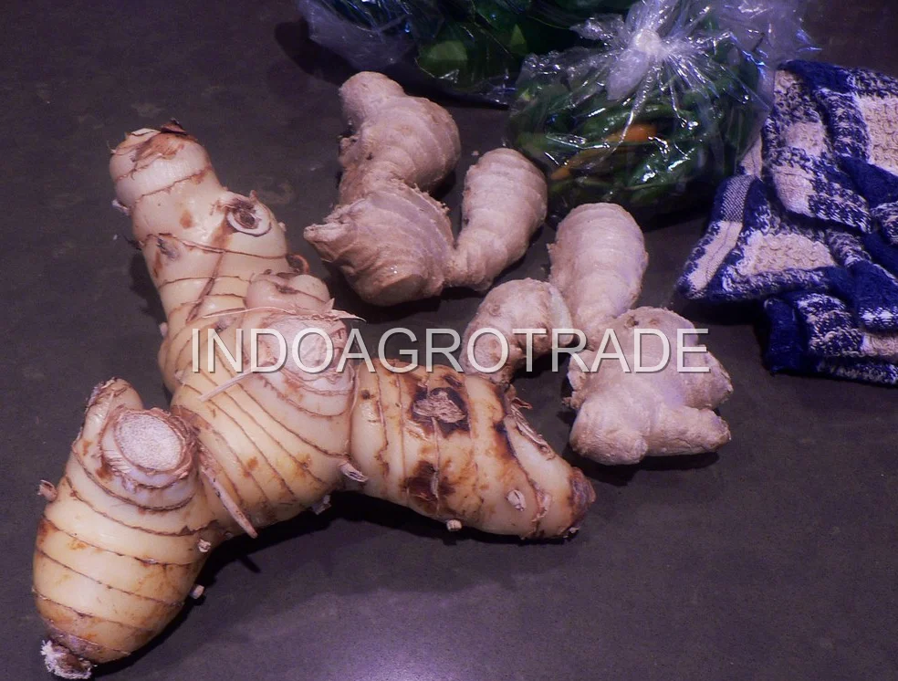 galangal production