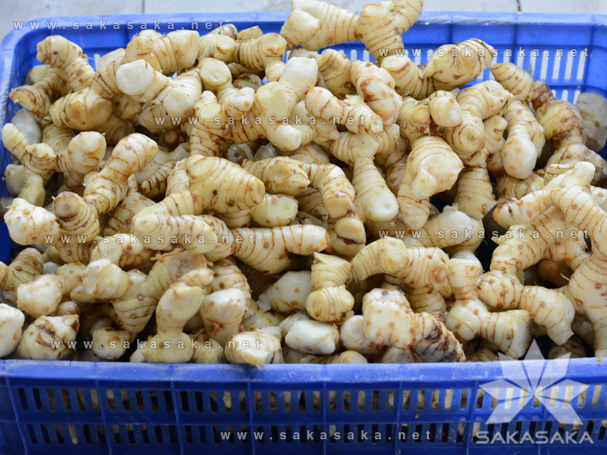 Fresh Grade A Galangal Rhizomes