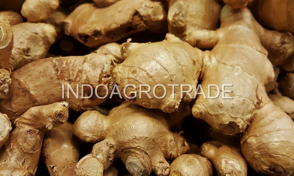 ginger production